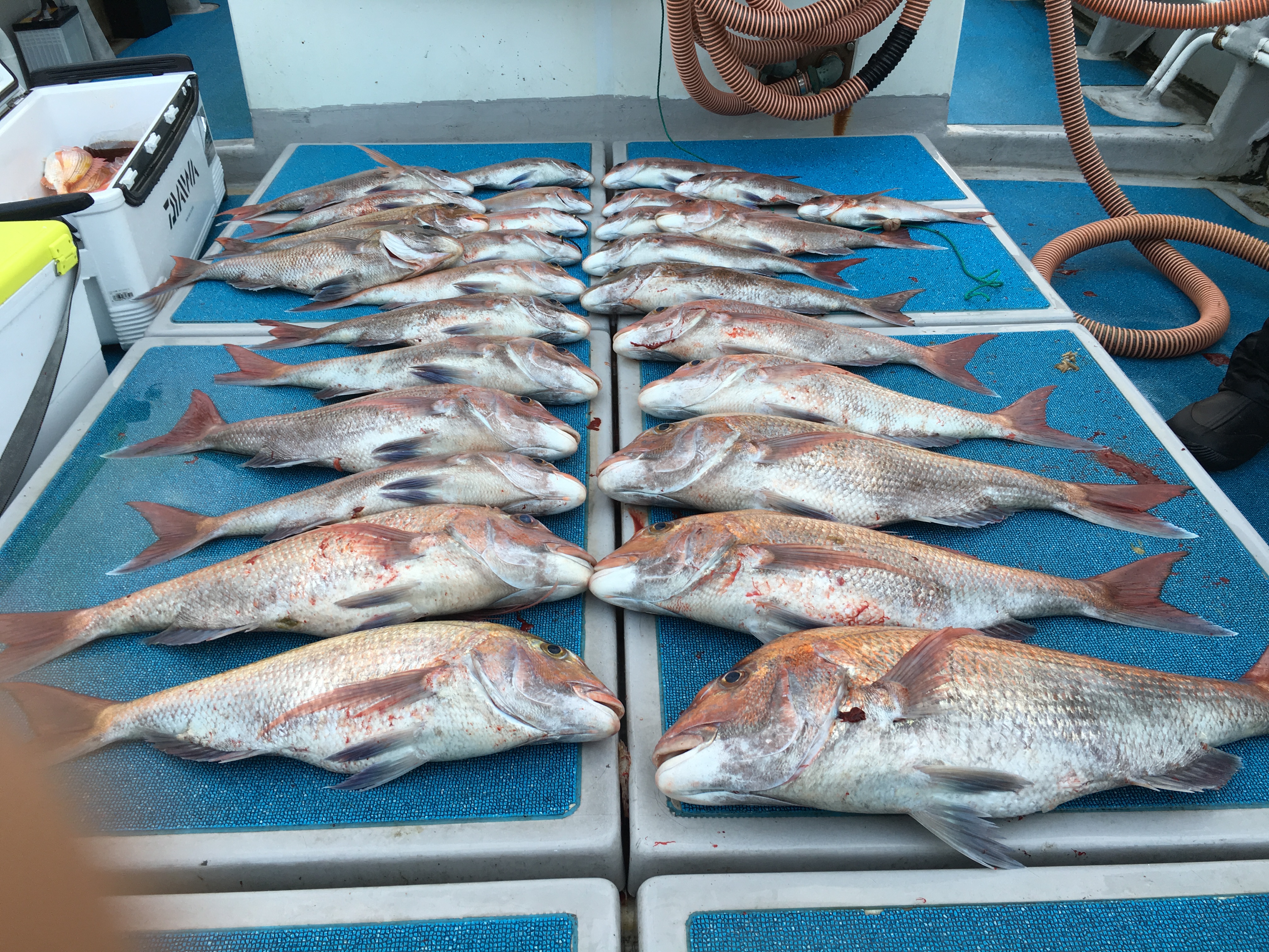 釣果写真