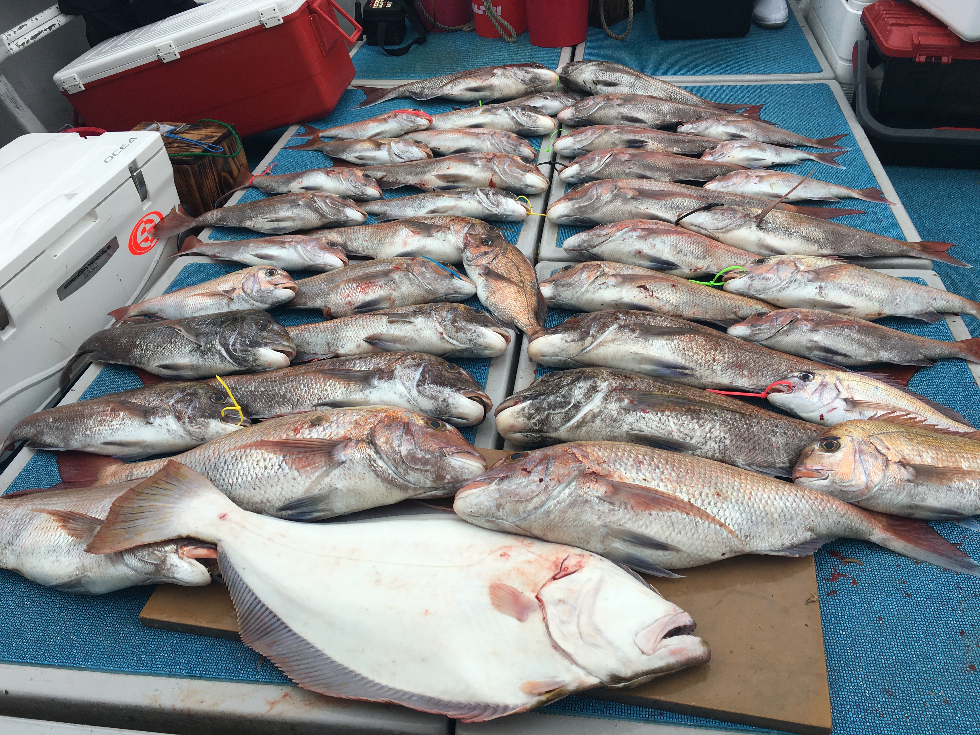 釣果写真