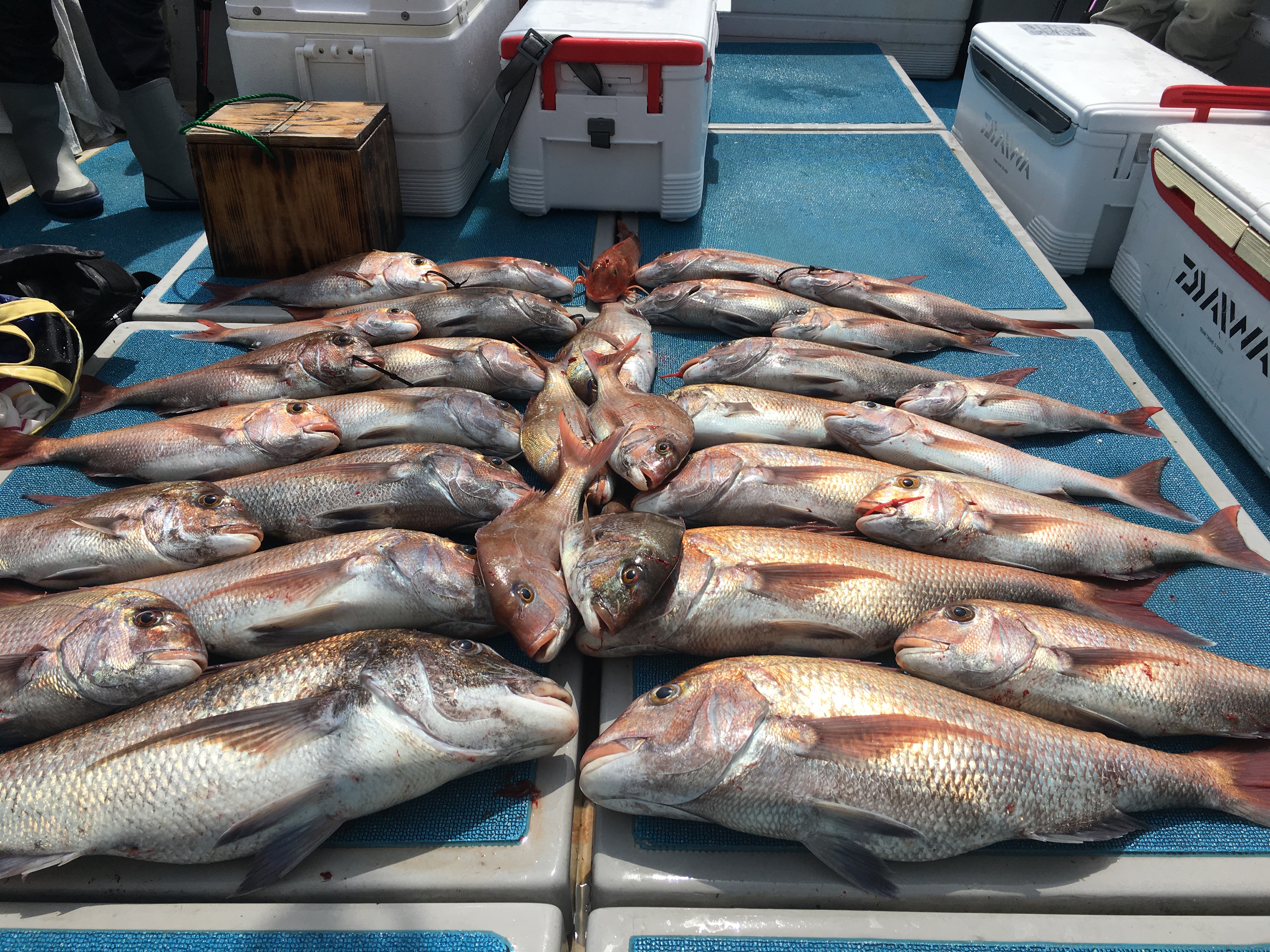 釣果写真