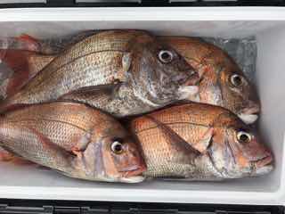 釣果写真