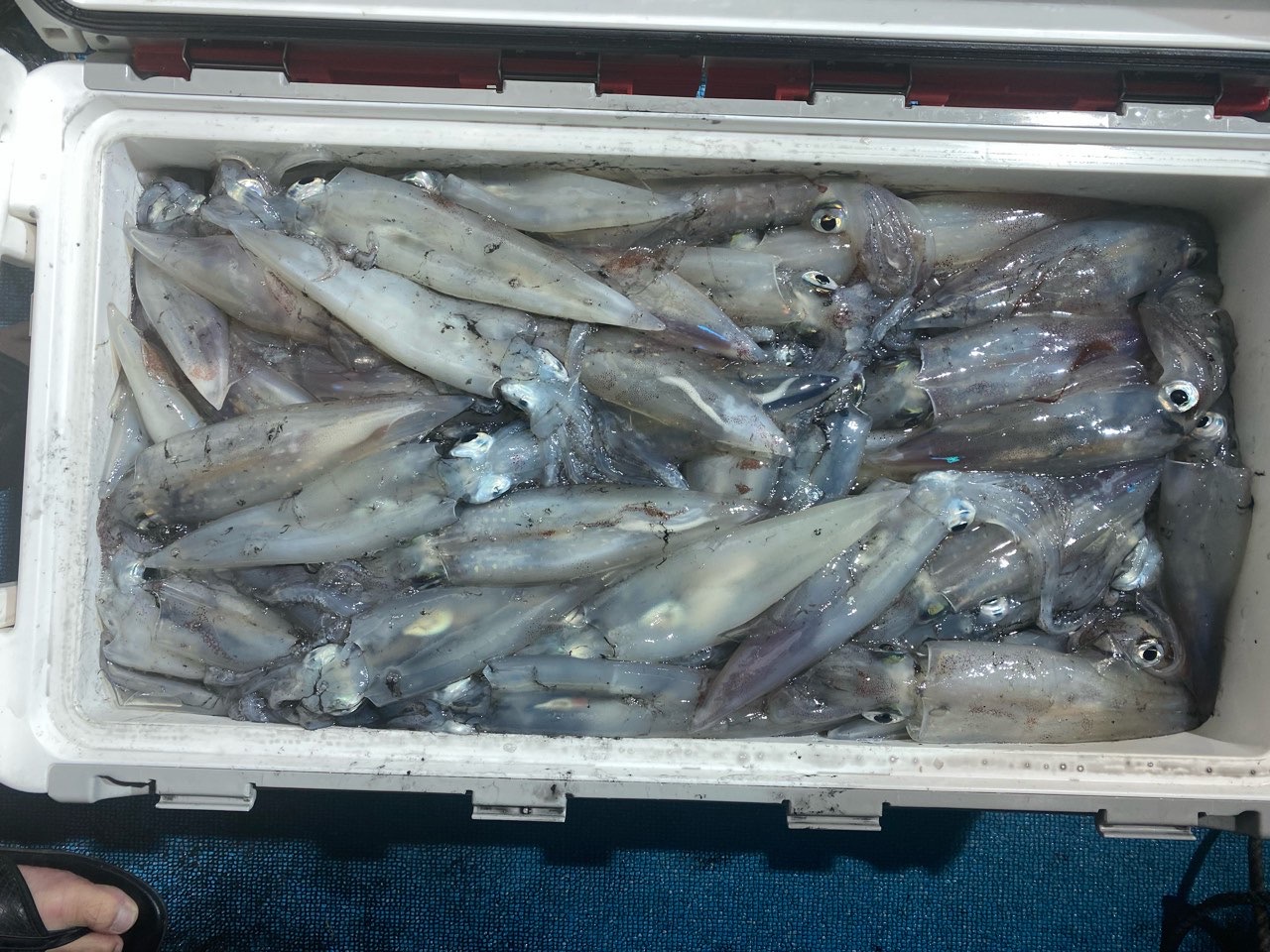 釣果写真