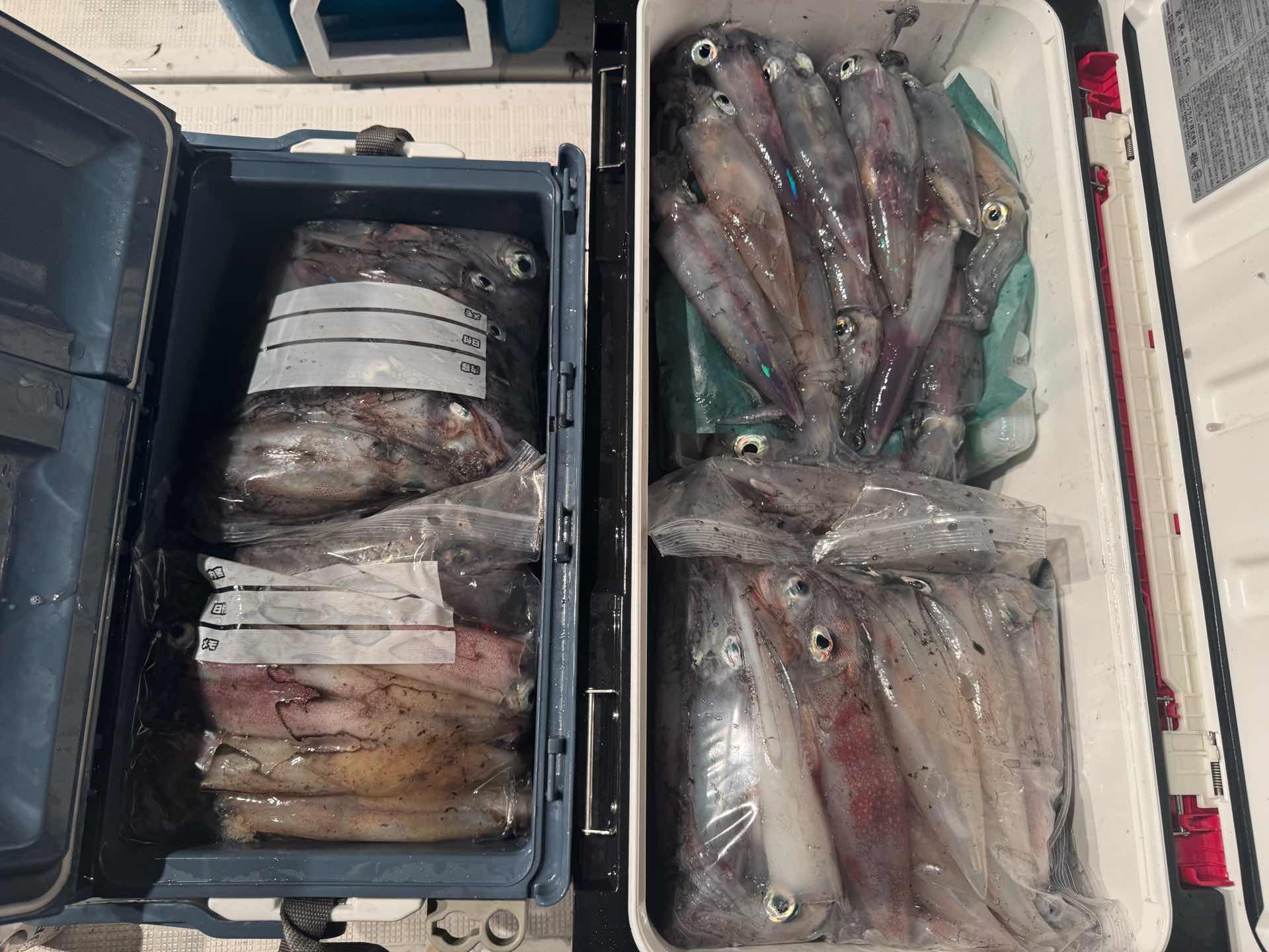 2025年07月30日の釣果