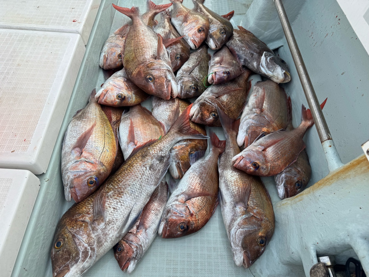 福岡遊漁船(釣り船)昭隆丸|2026年-0月3-日釣果